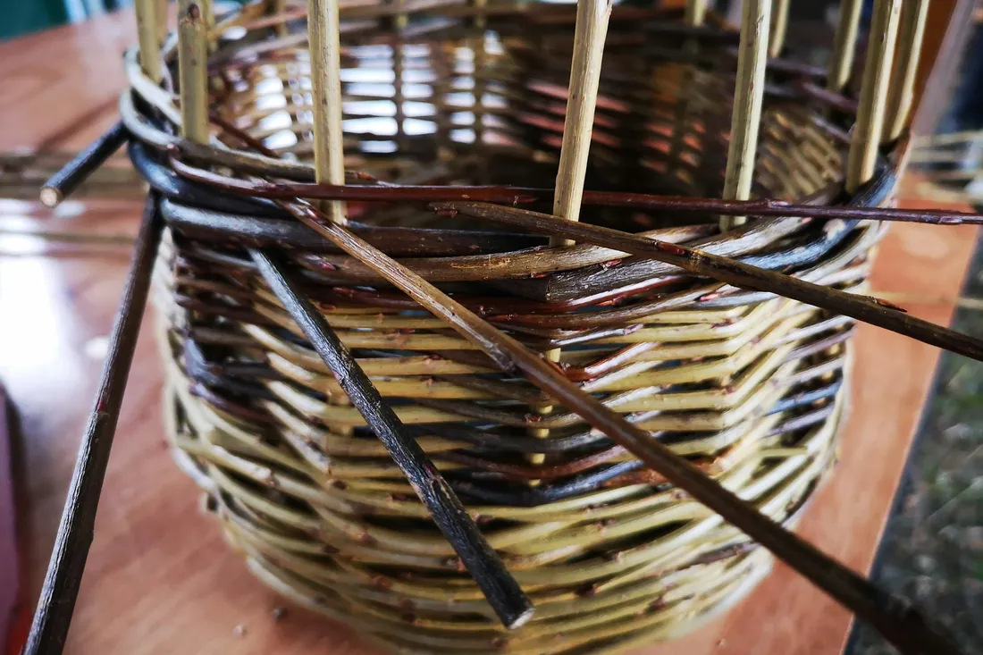 Cesta de mimbre a medio tejer sobre una mesa de taller, con los montantes levantados y varas sueltas alrededor